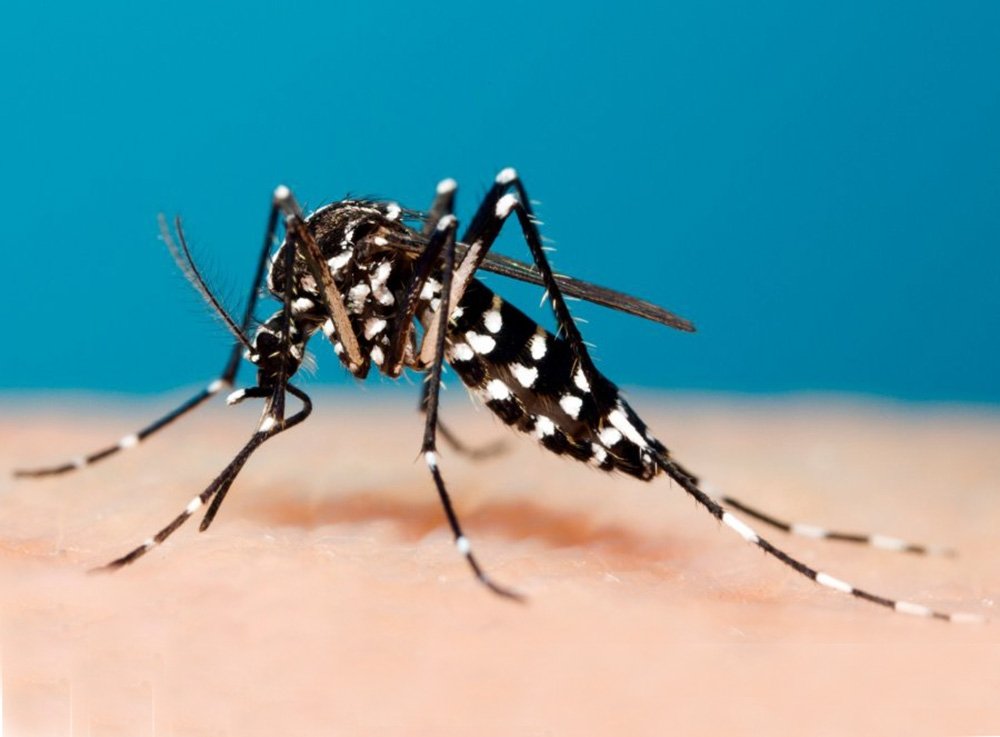 Новые виды комаров в России. Опасность распространения лихорадки